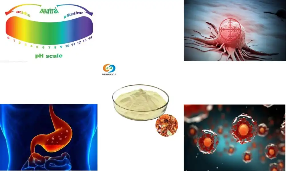 What are the benefits of using Chitosan oligosaccharide powder  in drug delivery systems?